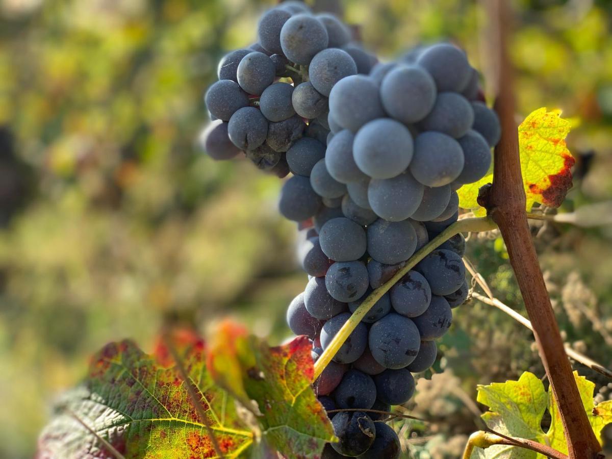 Naturalmente Wine Resort Agliano Terme Buitenkant foto